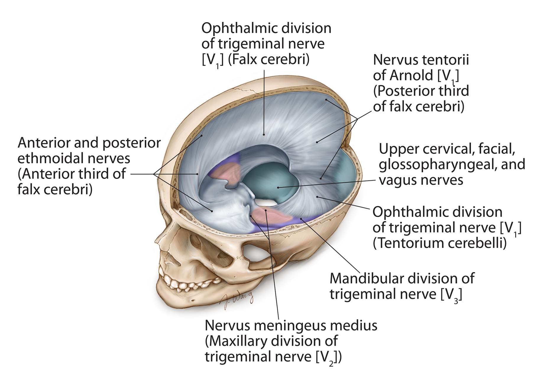
                                    
                                        Figure 2: The protective covering of the brain (dura) is heavily innervated. Pressure from tumors, such as an acoustic neuroma, can cause pain and headache in a wide variety of distributions.
                                    
                                