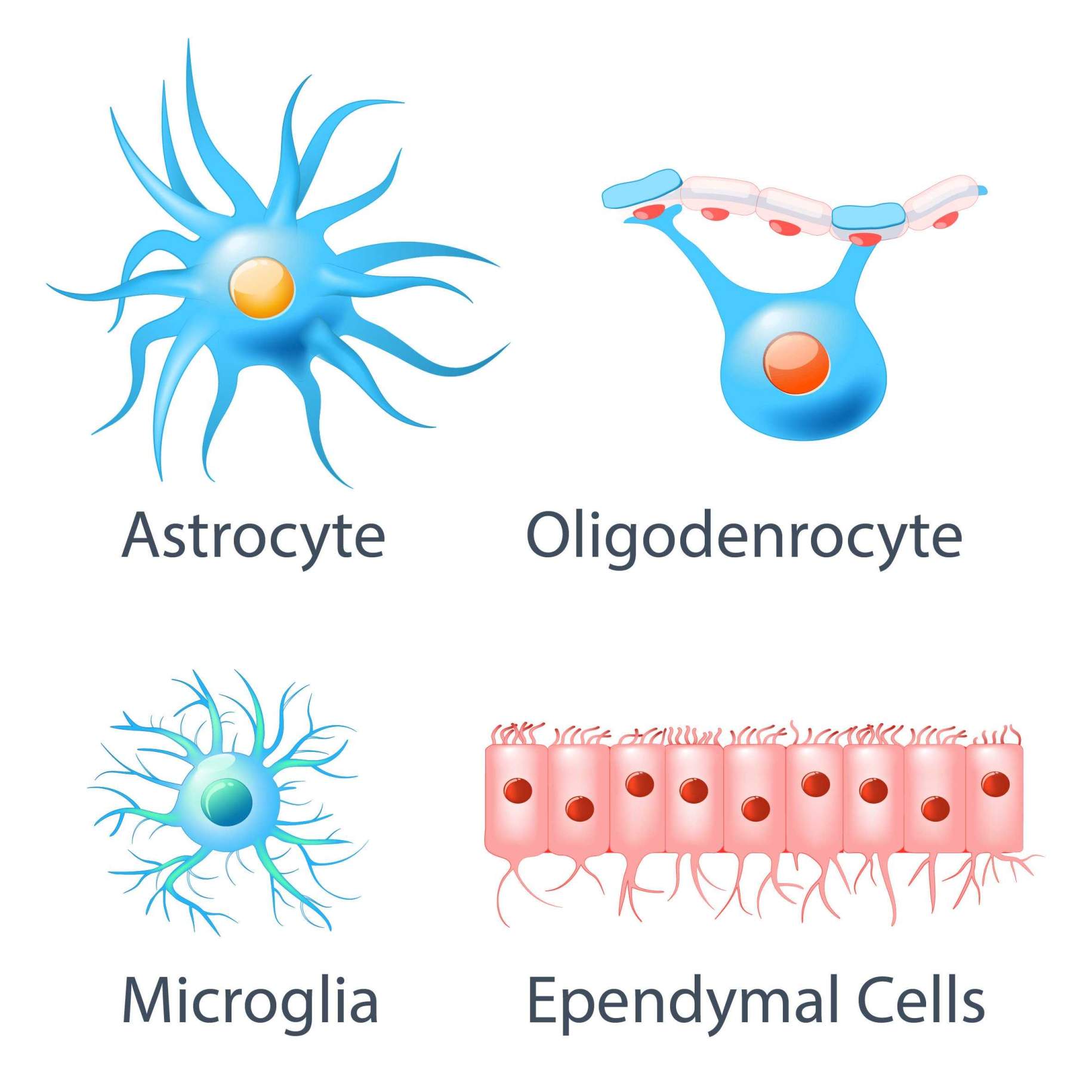 Figure 2: Types of glial cells.